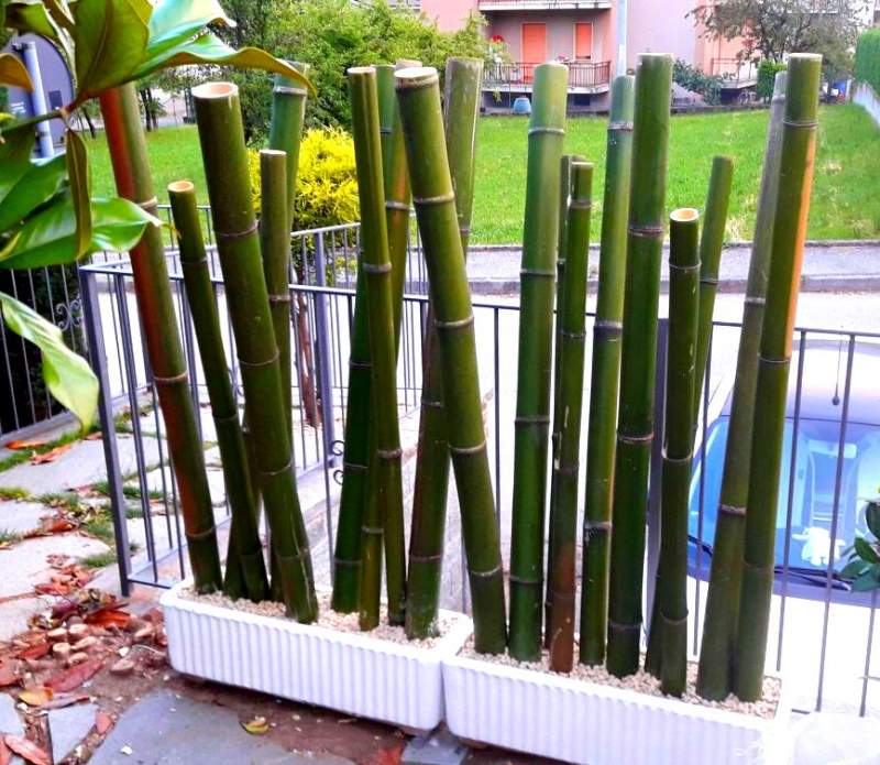 Vendo canne di bambù bambu con diametro da 1 a 10 cm. 
