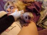 Splendide scimmie cappuccine maschio e femmina per l'adozione di Natale         