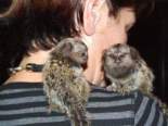 scimmie marmosets disponibili ora per l'adozione      