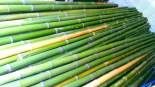 Vendo canne di bamb� bambu con diametro da 1 a 10 cm. 